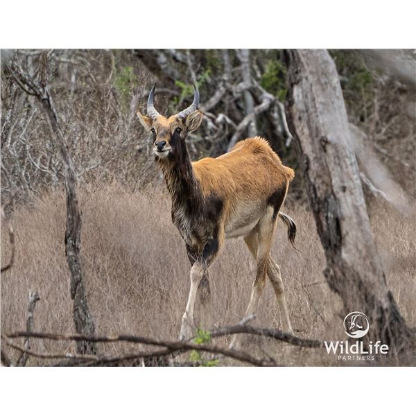 2.0 1.5 Year Old Nile Lechwe