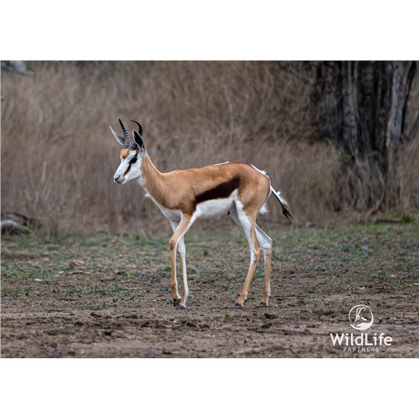 2.0 Yearling Springbok