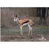 Image 1 : 2.0 Yearling Springbok