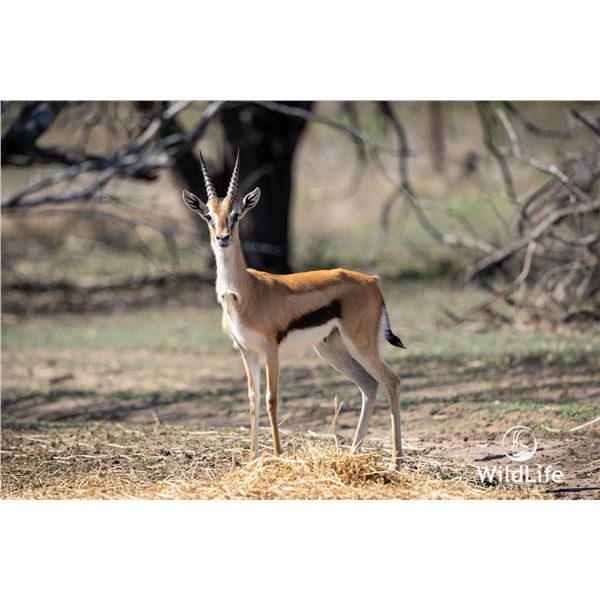 2.0 Thomson's Gazelle