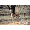 Image 1 : 2.0 Thomson's Gazelle