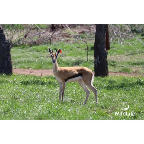 0.1 Thomson's Gazelle