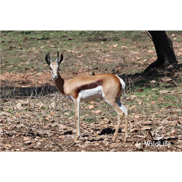 2.0 Yearling Springbok