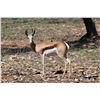Image 1 : 2.0 Yearling Springbok