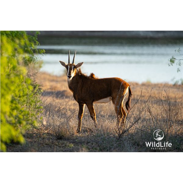 0.2 Yearling Sable