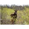 Image 1 : 0.2 Yearling Sable
