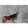 Image 2 : 0.2 Yearling Sable