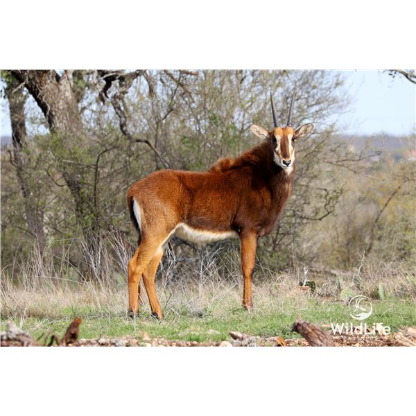 0.1 Yearling Sable