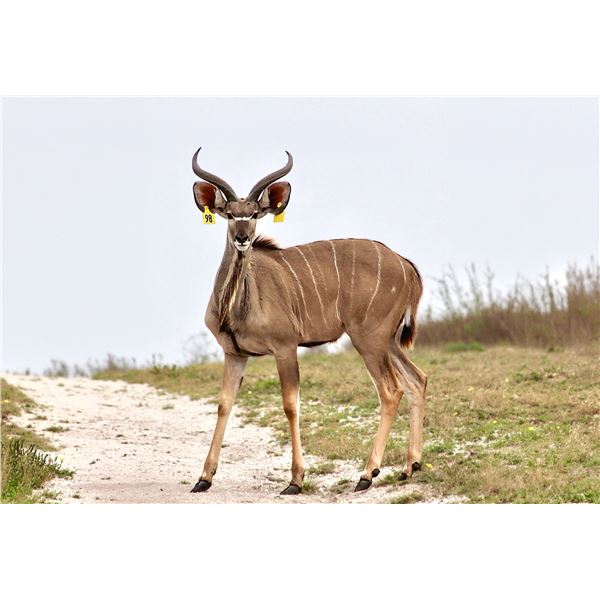 LEGACY LOT: 1.0 Kudu -  61" Double Wide