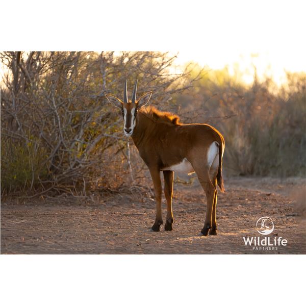 LEGACY LOT: 0.1 Sable -  40" Bandit