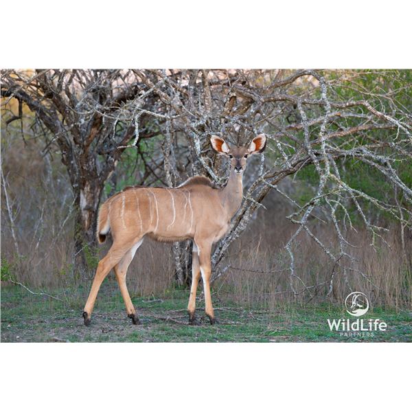 LEGACY LOT: 0.1 Kudu - 61" Double Wide