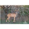 Image 1 : LEGACY LOT: 0.1 Kudu - 61" Double Wide