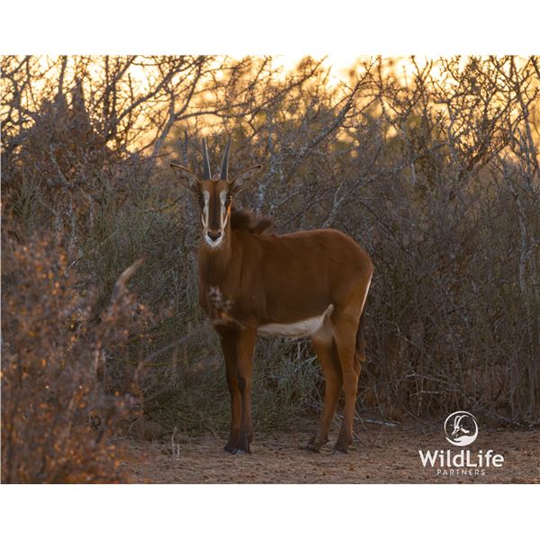 LEGACY LOT: 0.1 Sable - 40" Bandit