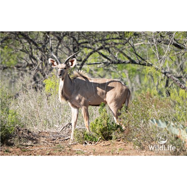 LEGACY LOT: 1.0 1.5 Year Old Kudu - 63" Twister