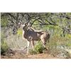 Image 1 : LEGACY LOT: 1.0 1.5 Year Old Kudu - 63" Twister