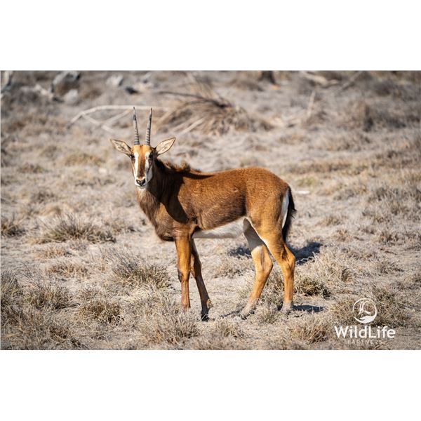 LEGACY LOT: 0.1 Sable - 40" Bandit