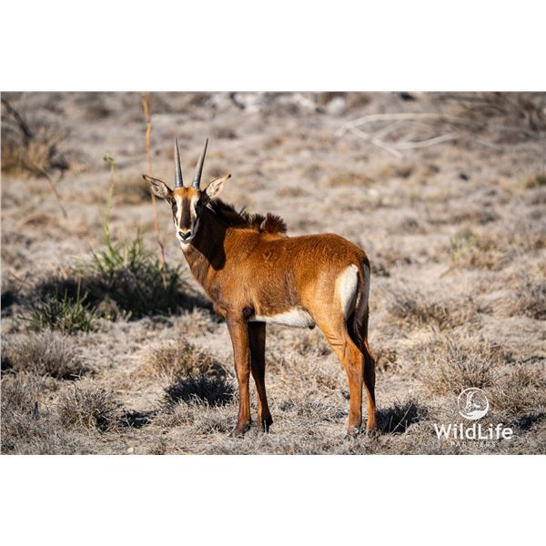 LEGACY LOT: 1.0 1.5 Year Old Sable - 47.25" Vader