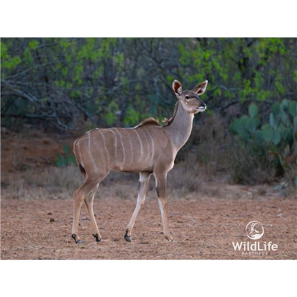 LEGACY LOT: 0.1 Kudu sired by Double Take Son of Double Wide