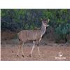 Image 1 : LEGACY LOT: 0.1 Kudu sired by Double Take Son of Double Wide