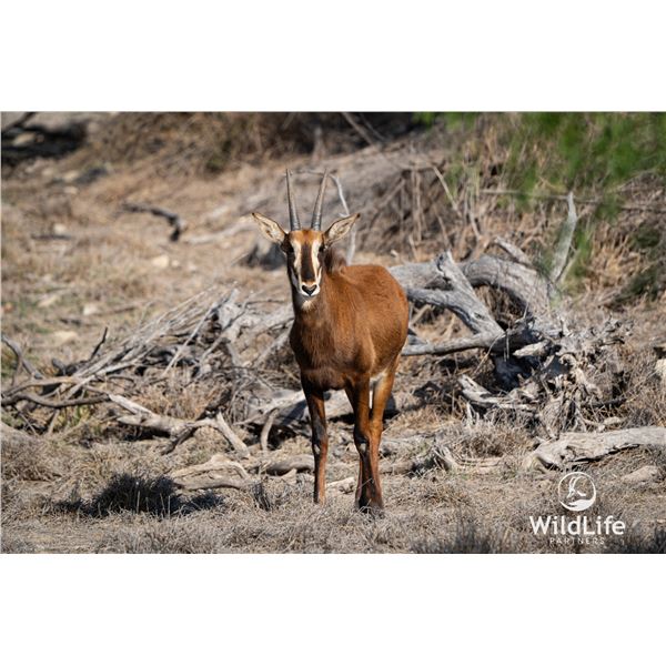 LEGACY LOT: 1.0 19 month old Sable - 47.25" Vader