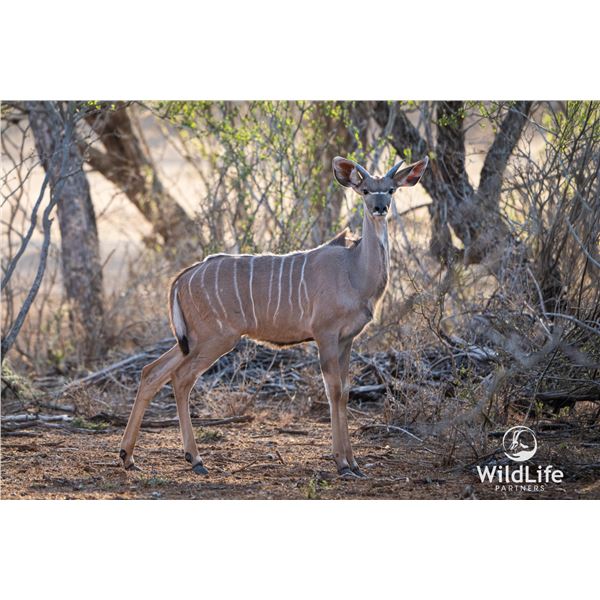 LEGACY LOT: 1.0 Kudu - 56" Blaze