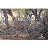 Image 1 : LEGACY LOT: 1.0 Kudu - 56" Blaze