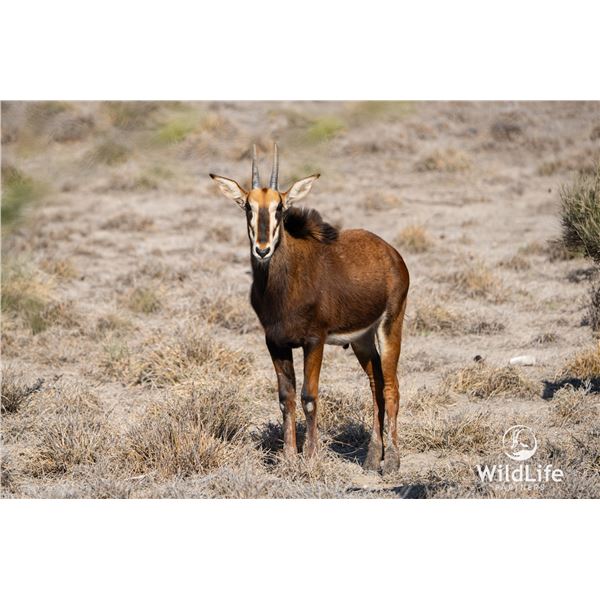 LEGACY LOT: 1.0 1.5 Year Old Sable - 47.25" Vader