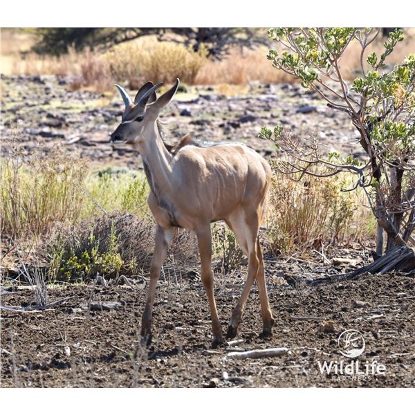 LEGACY LOT: 1.0 Kudu - 56" Blaze