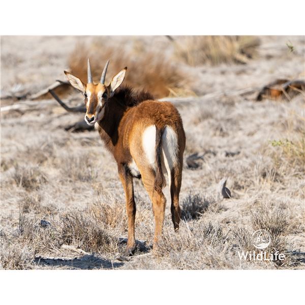 LEGACY LOT: 1.0 Sable - 47.25" Vader