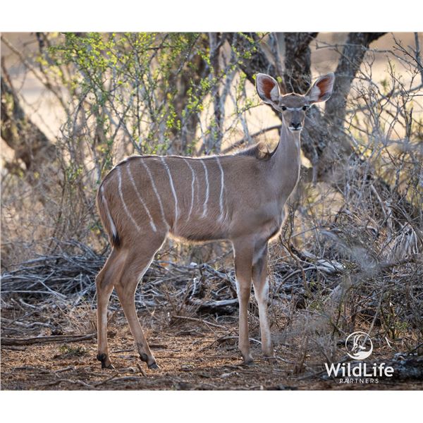 LEGACY LOT: 0.1 Kudu - 56" Blaze