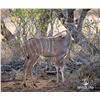 Image 1 : LEGACY LOT: 0.1 Kudu - 56" Blaze