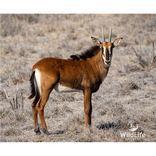 LEGACY LOT: 1.0 Sable - 47.25" Vader