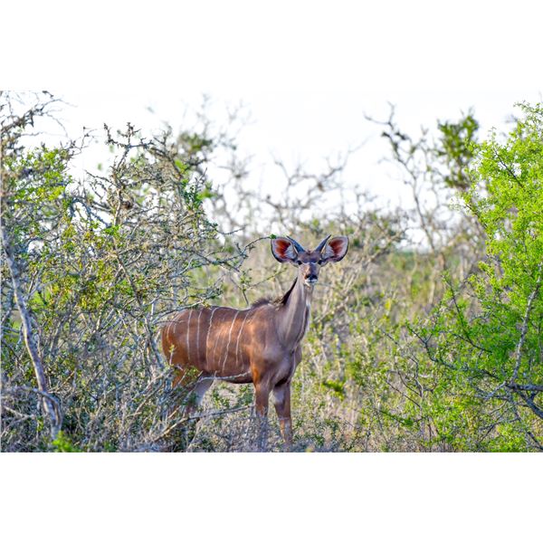 LEGACY LOT: 1.0 Kudu - 56" Blaze