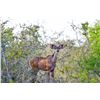 Image 1 : LEGACY LOT: 1.0 Kudu - 56" Blaze