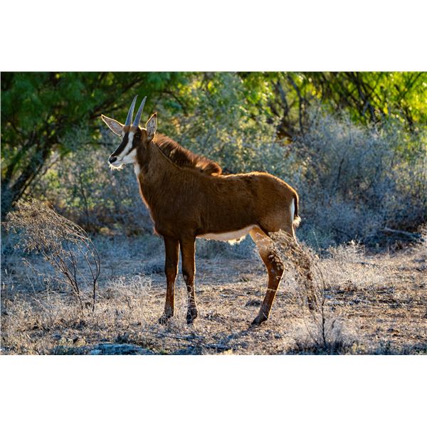 LEGACY LOT: 1.0 Sable - 47.25" Vader