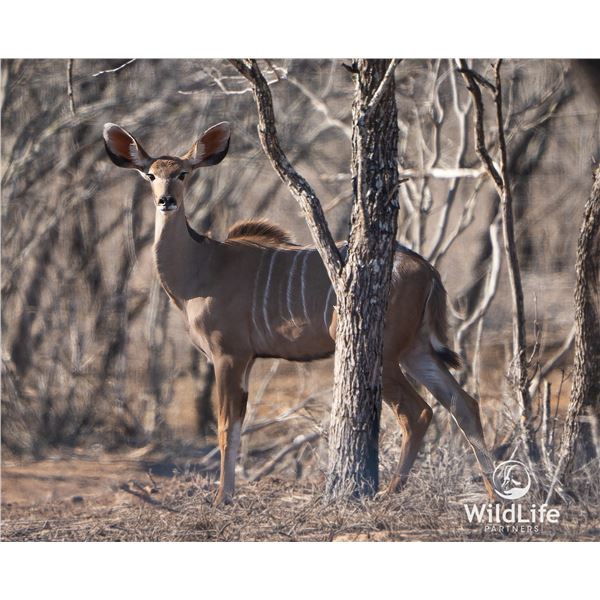 LEGACY LOT: 0.1 Kudu - 56" Blaze