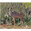 Image 1 : LEGACY LOT: 1.0 1.5 Year Old Kudu - 63" Twister