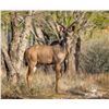 Image 2 : LEGACY LOT: 1.0 1.5 Year Old Kudu - 63" Twister