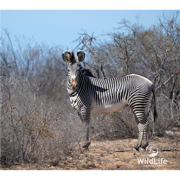 BONUS LOT: 0.1 MATURE GREVY'S ZEBRA