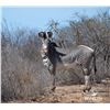 Image 1 : BONUS LOT: 0.1 MATURE GREVY'S ZEBRA