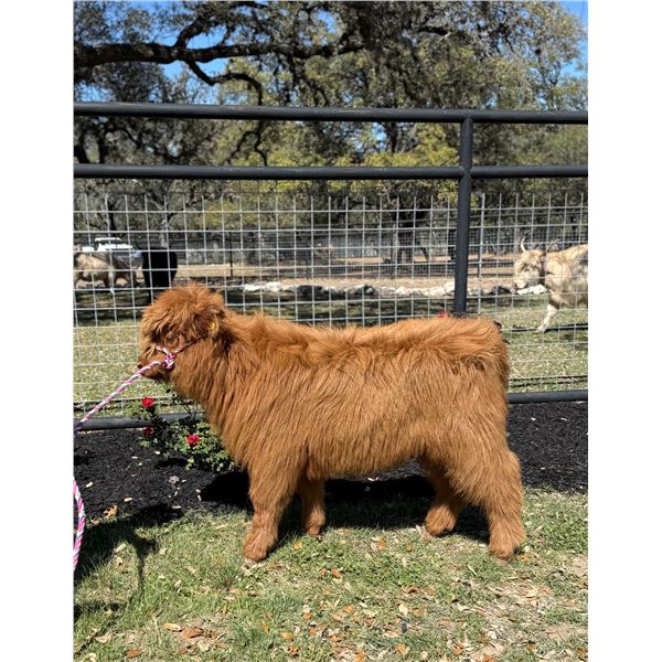 BONUS LOT: 0.1 Mini Highland Calf Red
