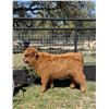 Image 1 : BONUS LOT: 0.1 Mini Highland Calf Red