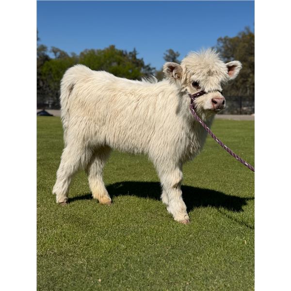 BONUS LOT: 0.1 Mini Highland Calf White
