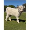 Image 1 : BONUS LOT: 0.1 Mini Highland Calf White