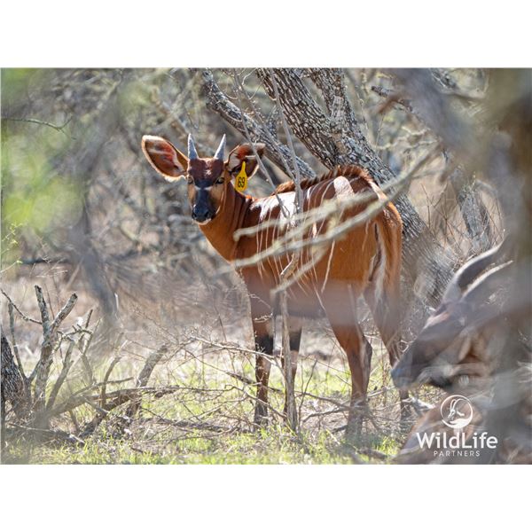 LEGACY LOT: 0.1 Yearling Bongo - 36" Rocco