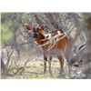 Image 1 : LEGACY LOT: 0.1 Yearling Bongo - 36" Rocco