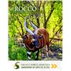 Image 2 : LEGACY LOT: 0.1 Yearling Bongo - 36" Rocco