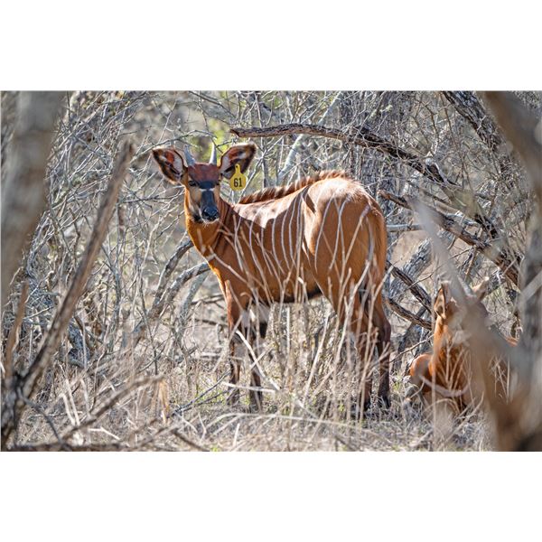 LEGACY LOT: 0.1 Yearling Bongo - 36" Rocco