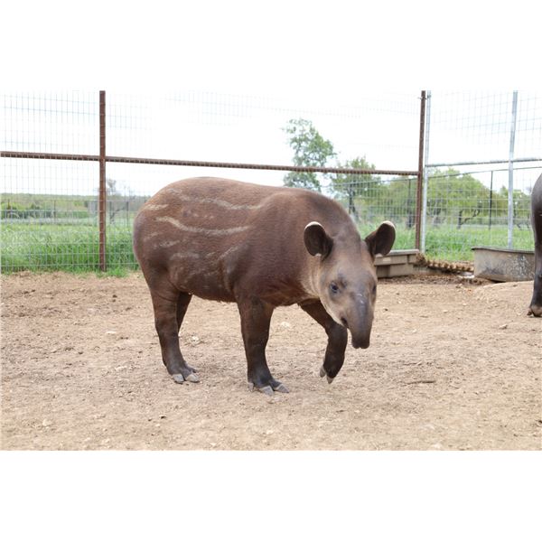 BONUS LOT: 1.0 Tapir