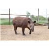 Image 1 : BONUS LOT: 1.0 Tapir
